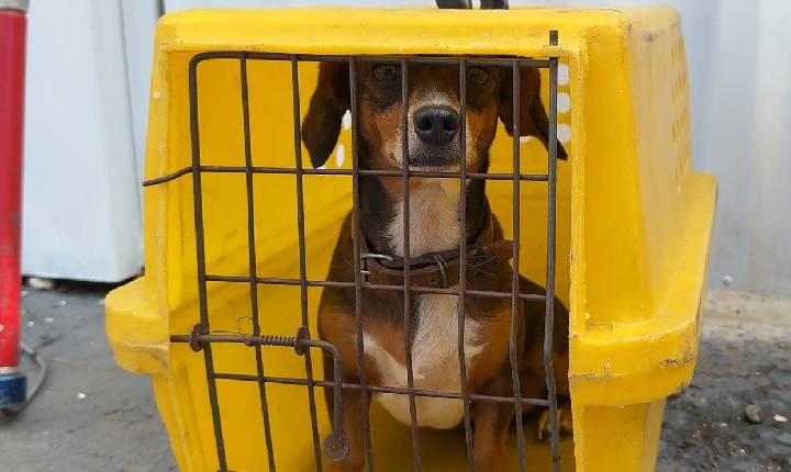 Abril Laranja: prefeitura de Balneário Camboriú reforça a prevenção aos maus-tratos e importância das denúncias