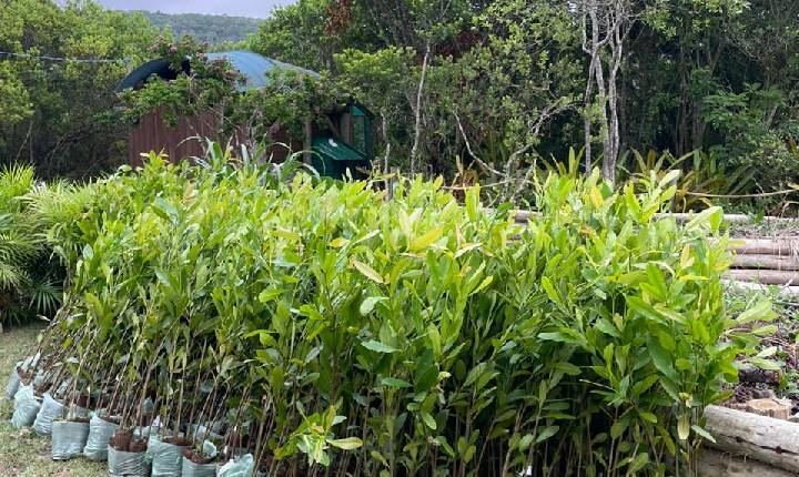 Águas de Camboriú celebra o Dia Mundial do Meio Ambiente com plantio de mudas nativas