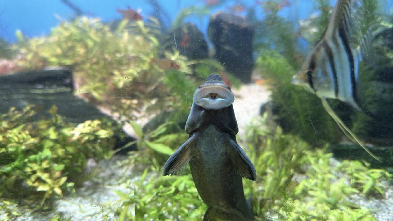 Animais que atuam na 