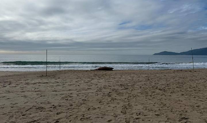 Baleia-minke é encontrada morta na Praia do Buraco