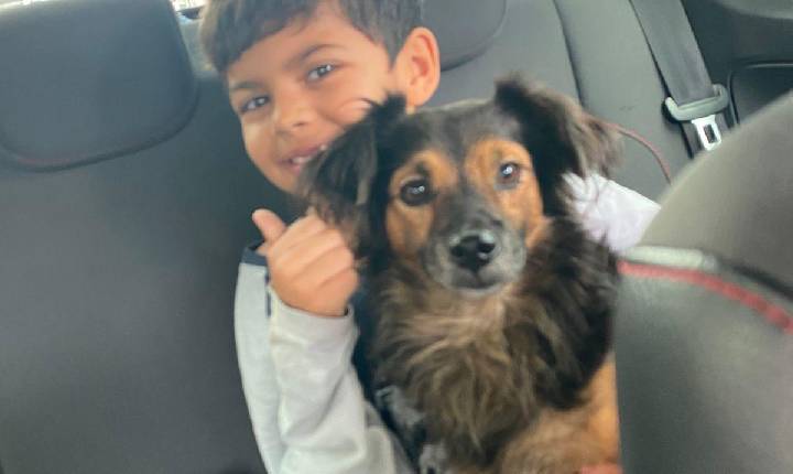 BC Pet registra primeiro reencontro entre tutor e animal desaparecido