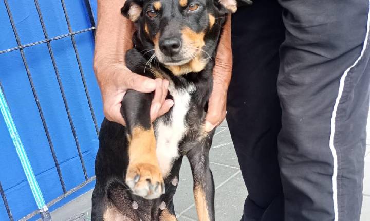 Cachorra comunitária recebe tratamento e retorna ao Centro Comunitário do Nova Esperança