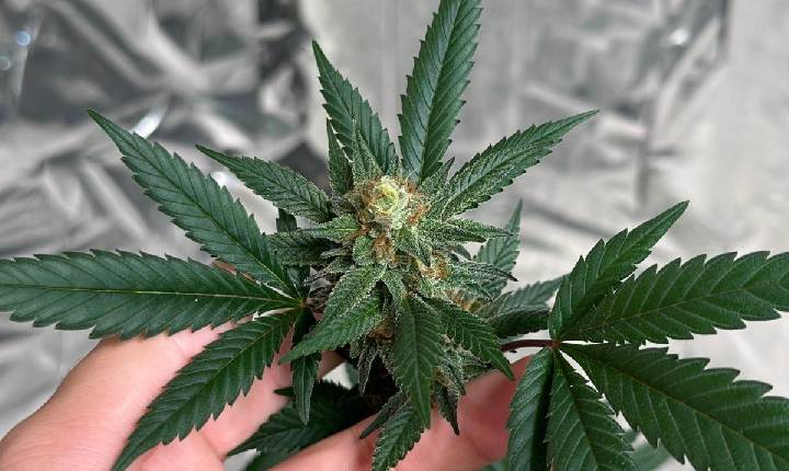 Cannabis medicinal, saúde pública e acesso ao tratamento serão tema de seminário gratuito em Balneário Camboriú