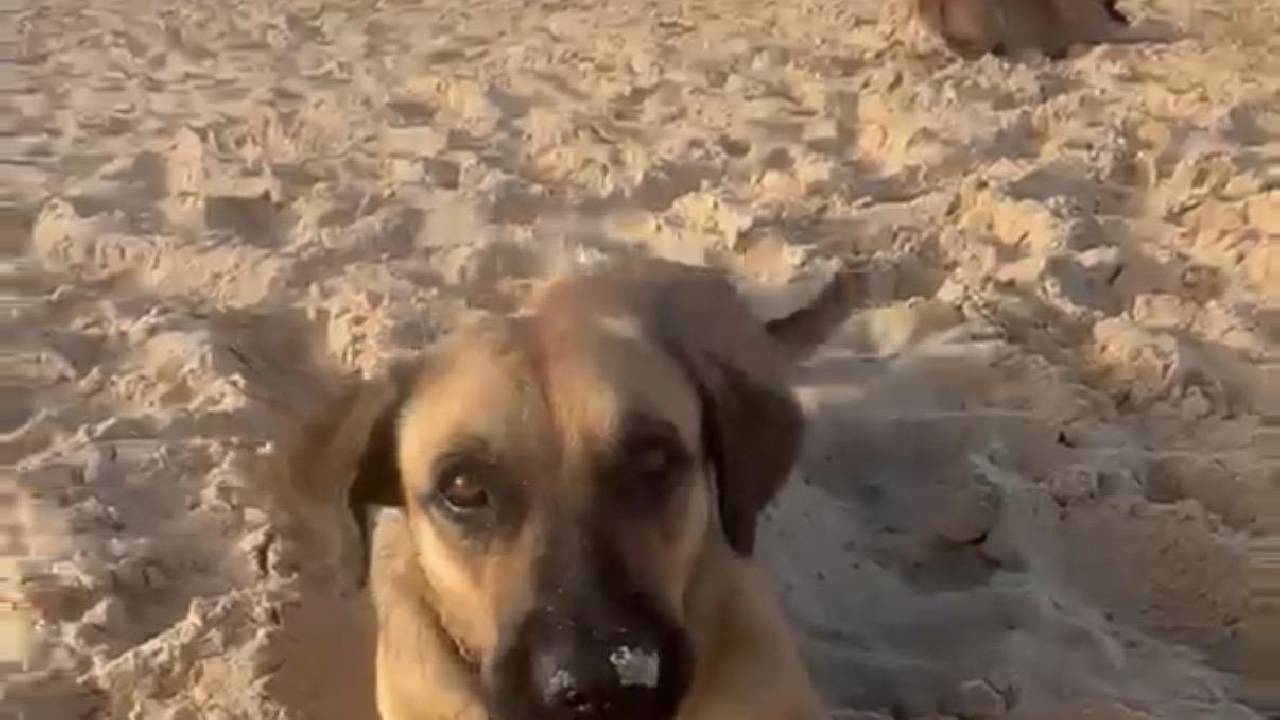 Cão comunitário do Estaleiro morre após agravamento dos ferimentos