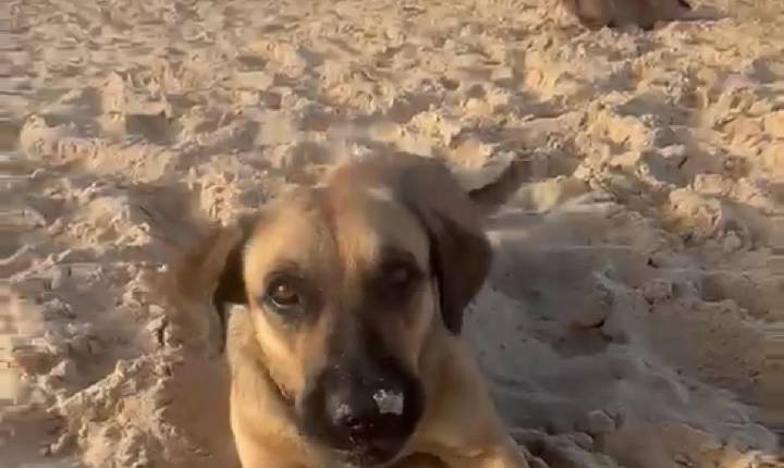 Cão comunitário do Estaleiro morre após agravamento dos ferimentos