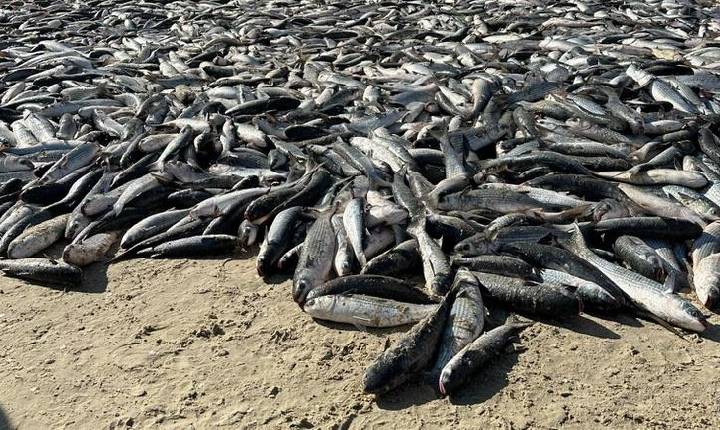 Cotas da tainha são essenciais para sustentabilidade, produtividade e futuro da pesca em regiões do Brasil