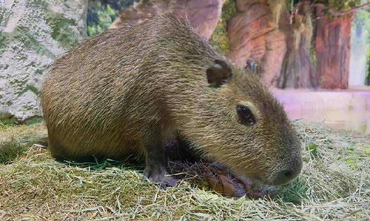 Dia da Mata Atlântica: conheça cinco curiosidades sobre as capivaras, a maior espécie de roedor do mundo