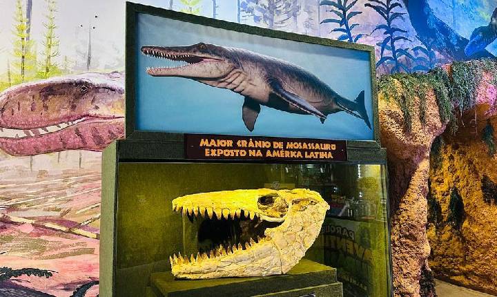 Dia Internacional dos Museus: acervo em parque temático de dinossauro em SC reúne fósseis raros e investe em experiências imersivas