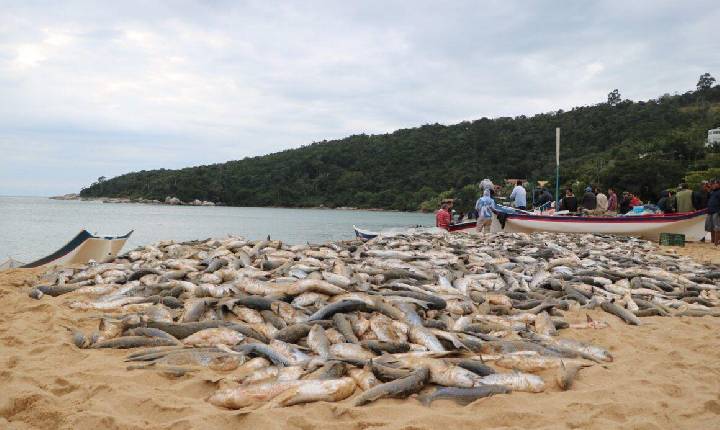 Eduardo Zanatta aciona Ministério da Pesca e busca alternativas para pescadores após suspensão da pesca de arrasto da tainha