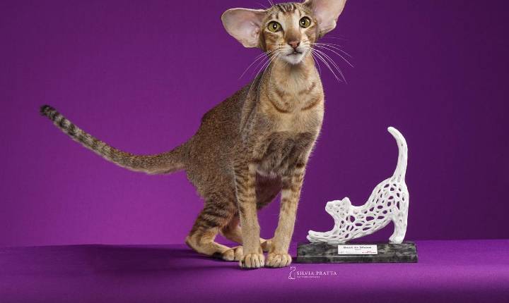 Gatarina Show acontece no próximo mês em Balneário Camboriú: últimos dias do primeiro lote de ingressos