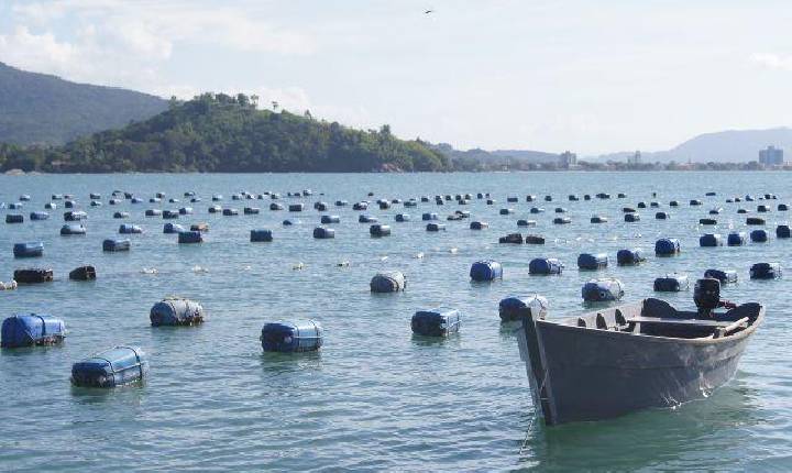 Governo de Santa Catarina cria linha de crédito emergencial para apoiar maricultores que tiveram perdas na produção de ostras