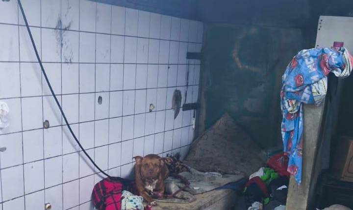 Guarda Ambiental resgata cão abandonado em residência no Bairro dos Estados