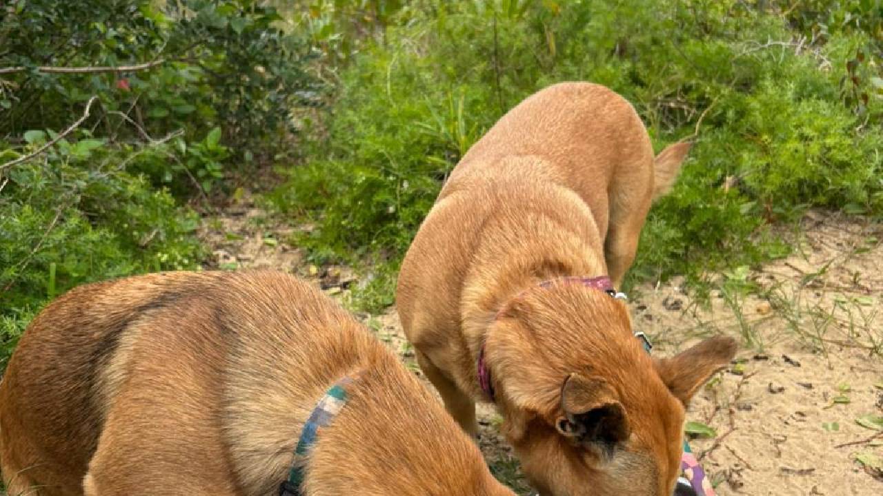 Guarda Municipal localiza cães comunitários desaparecidos no Estaleiro