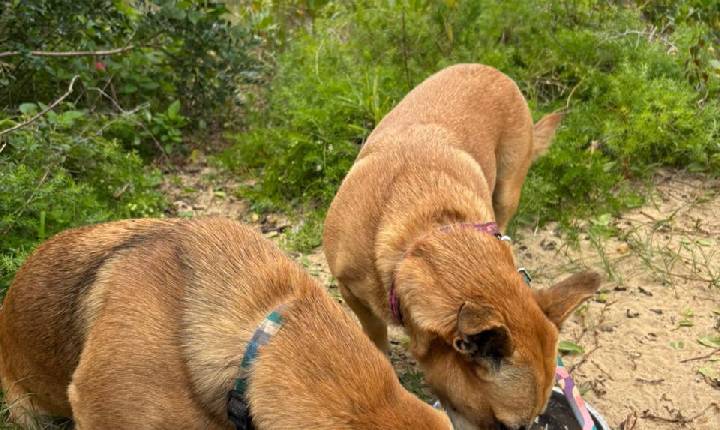 Guarda Municipal localiza cães comunitários desaparecidos no Estaleiro
