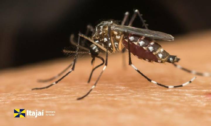Itajaí reforça prevenção à dengue com início do Método Wolbachia 