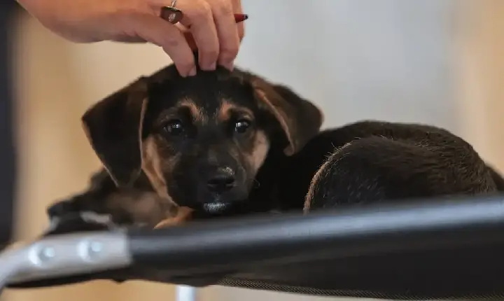 Lei define guarda compartilhada de pets; veja detalhes