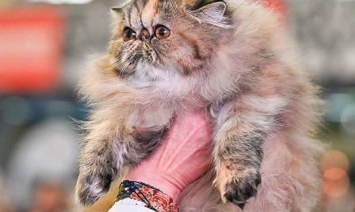 Galeria de Imagem