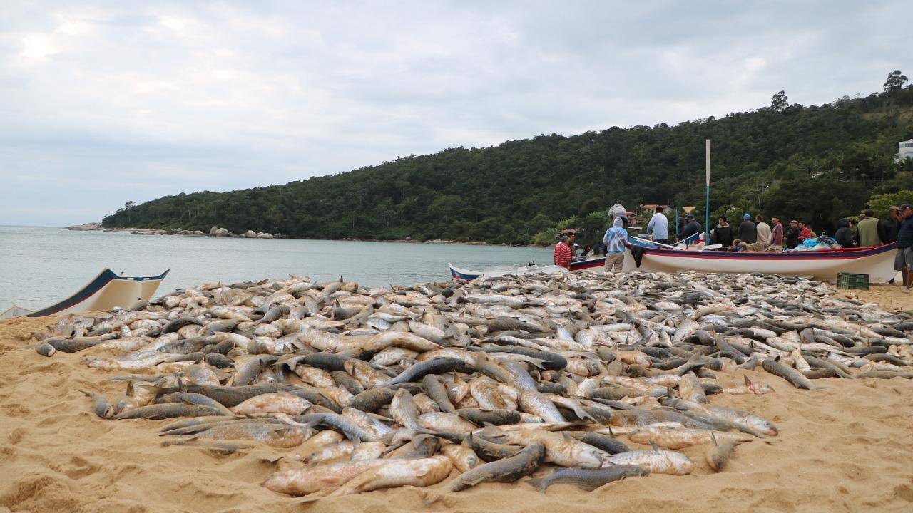 Mar de Tradição, Respeite o Pescador: Prefeitura reforça fiscalização durante pesca artesanal da tainha