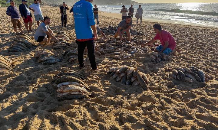 Pesca da tainha é retomada em Balneário Camboriú após liberação de cota extra