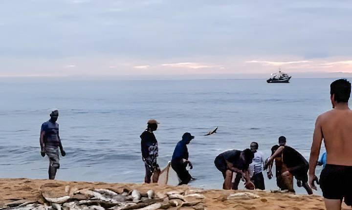 Praia de Laranjeiras e Praia de Taquaras registram lanços de tainha nesta segunda-feira