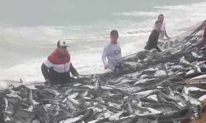 Temporada de pesca artesanal da tainha começa nesta sexta-feira