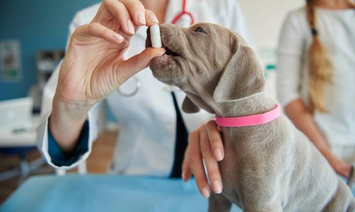 Zoonoses: o que é mito e o que é verdade sobre transmissão, riscos e prevenção