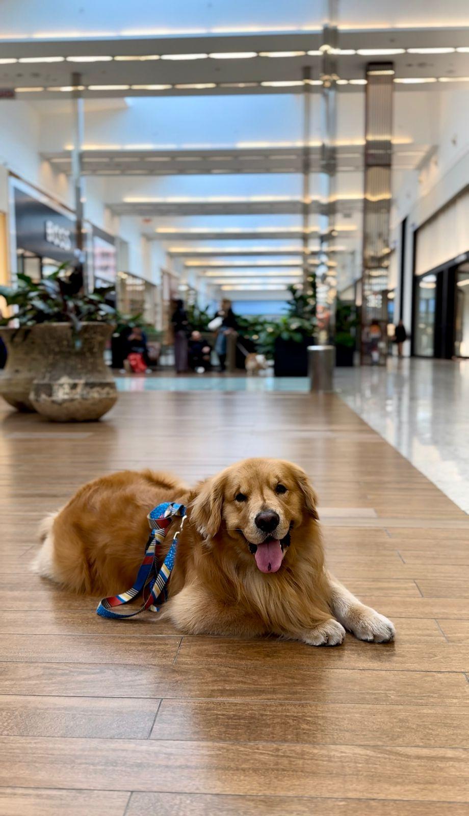 Balneário Shopping promove encontro fofo de cães da raça Golden Retriever, neste domingo
