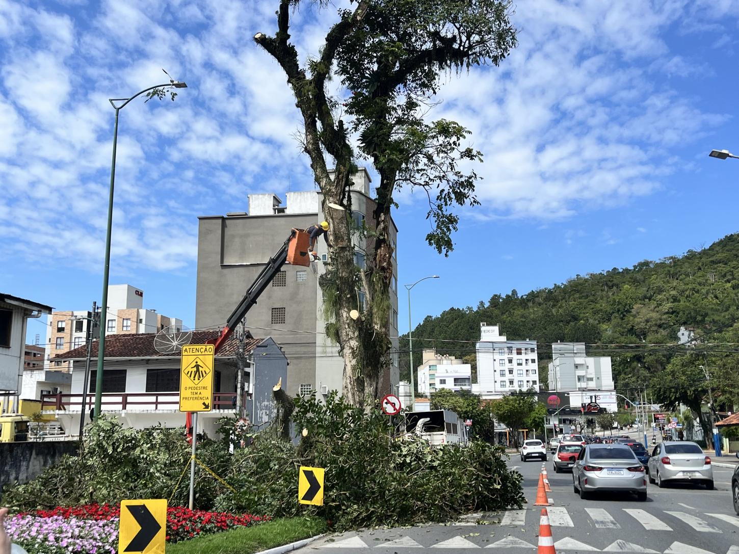 Fogo em árvore na Avenida Martin Luther demanda o corte total da vegetação