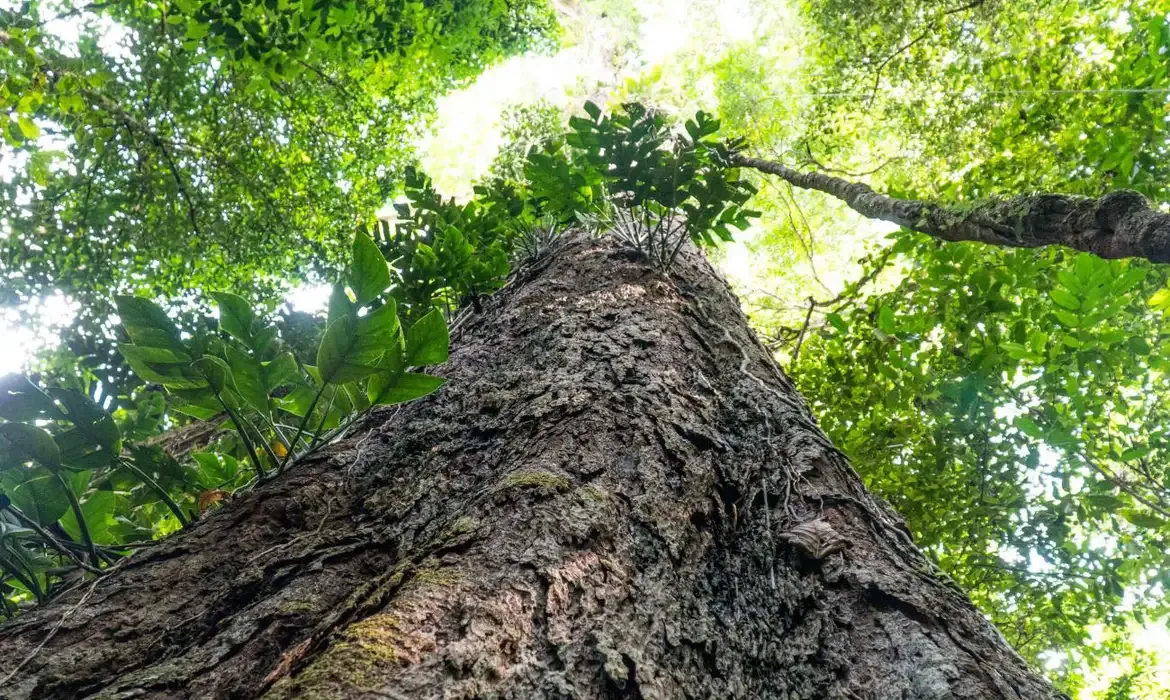 Suíça anuncia doação de R$ 33 milhões para Fundo Amazônia