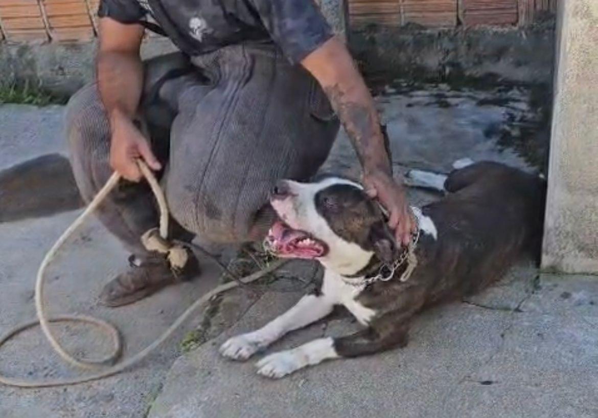 Departamento de Proteção Animal resgata pitbull que estava sozinho após morte de tutores em acidente