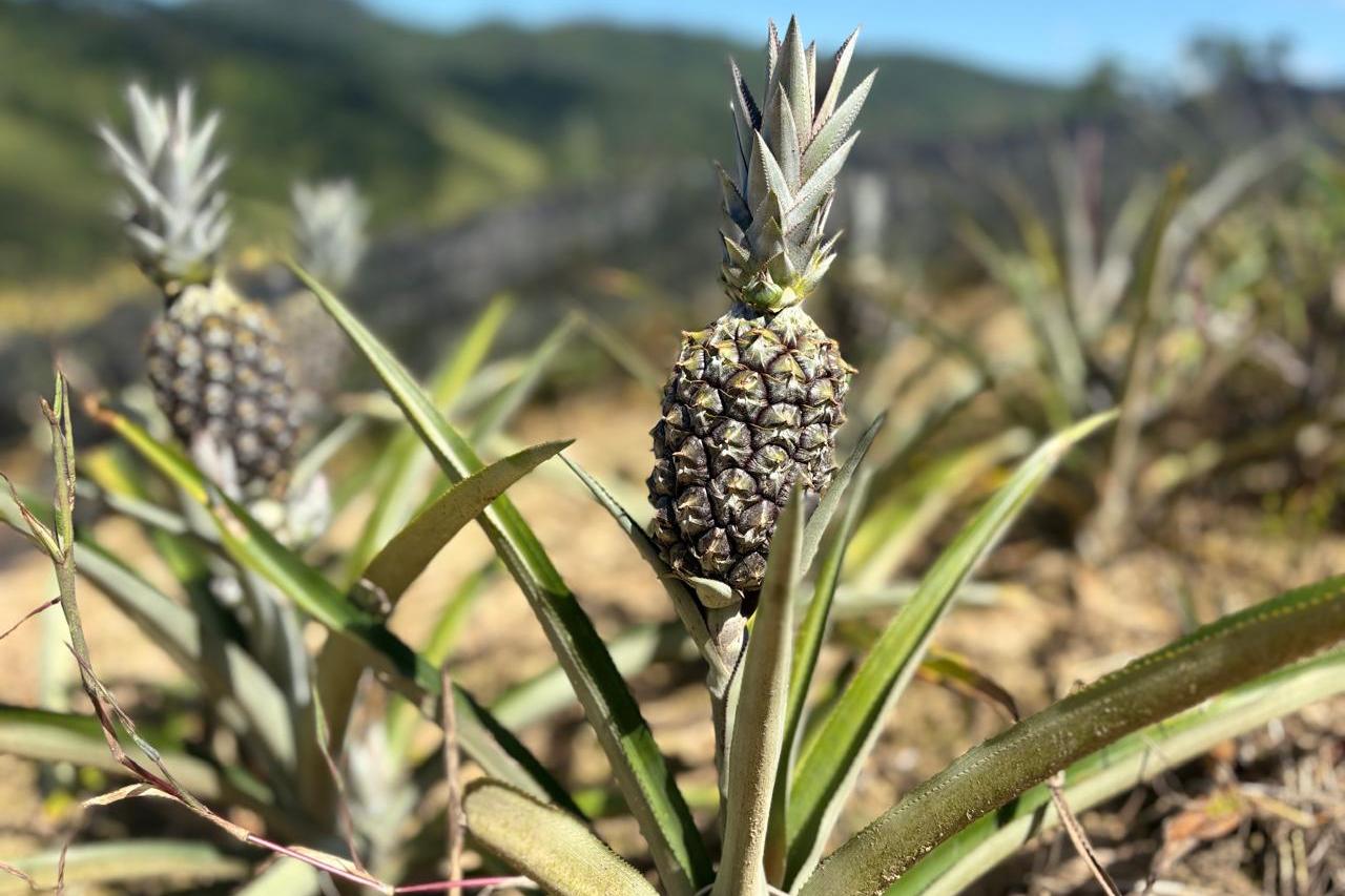 Safra de abacaxi no Brilhante II destaca a força da fruticultura em Itajaí