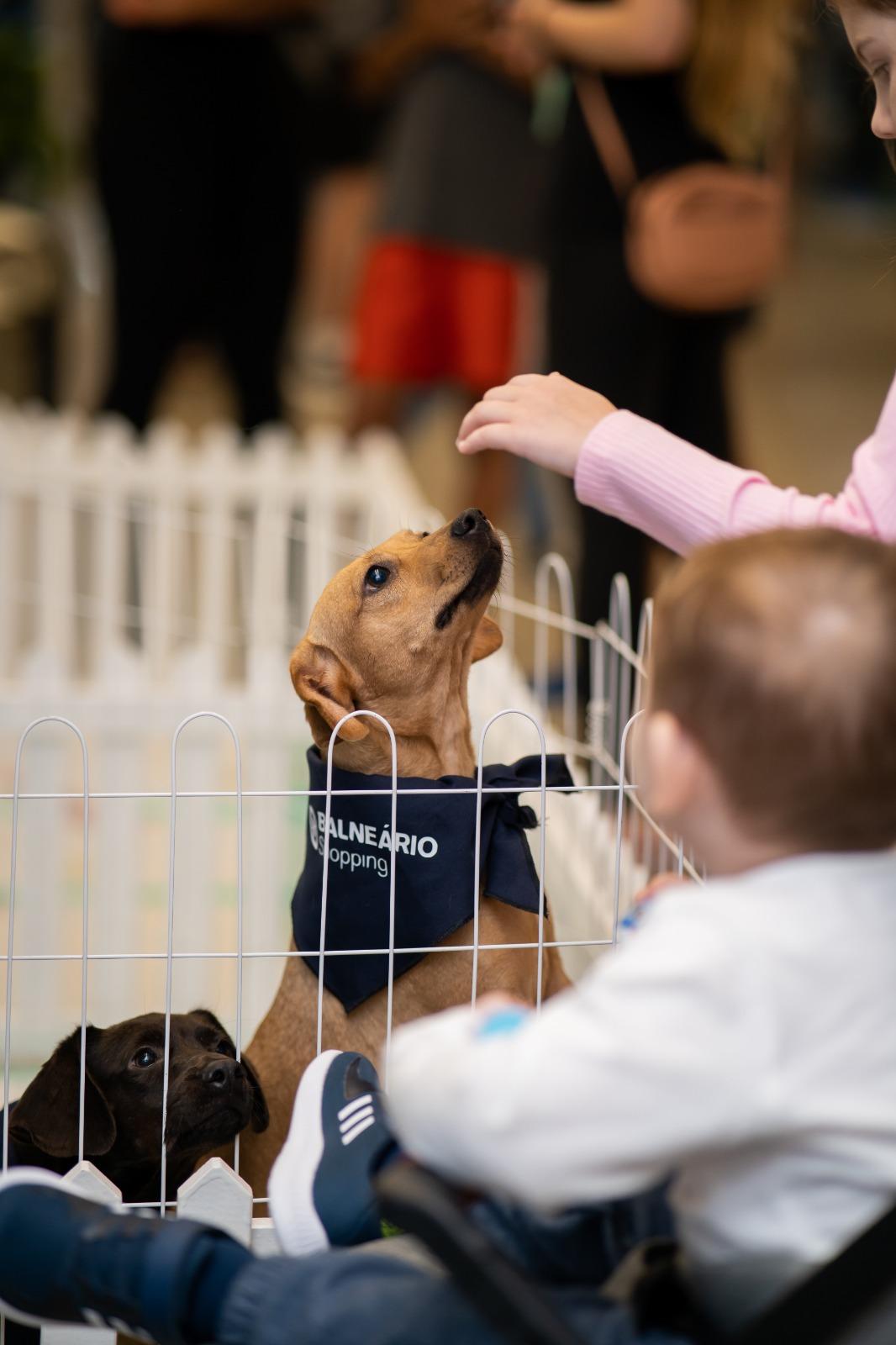 Feira de adoção da ONG Defesa Animal acontece neste sábado (21) no Balneário Shopping