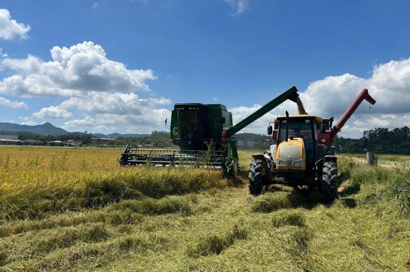 Itajaí Rural: Colheita do arroz tem expectativa de 8,5 mil quilos por hectare