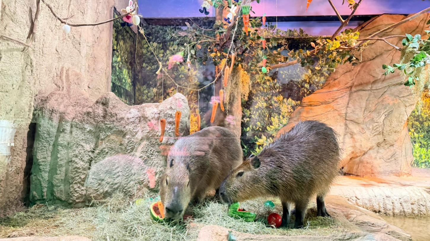 De coelho de melão a ovos de gelo: aquário de Santa Catarina leva a Páscoa à rotina dos animais