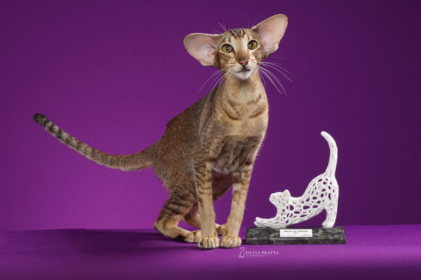 Gatarina Show acontece no próximo mês em Balneário Camboriú: últimos dias do primeiro lote de ingressos