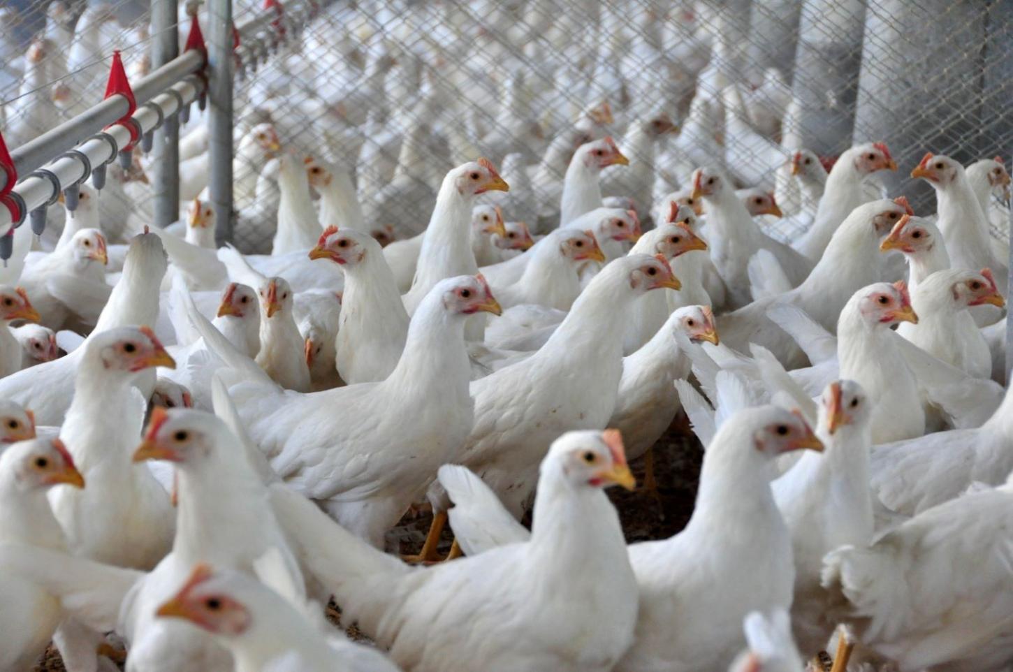 Indústria de alimentos de Santa Catarina cresceu quatro vezes mais do que a média nacional em 2025