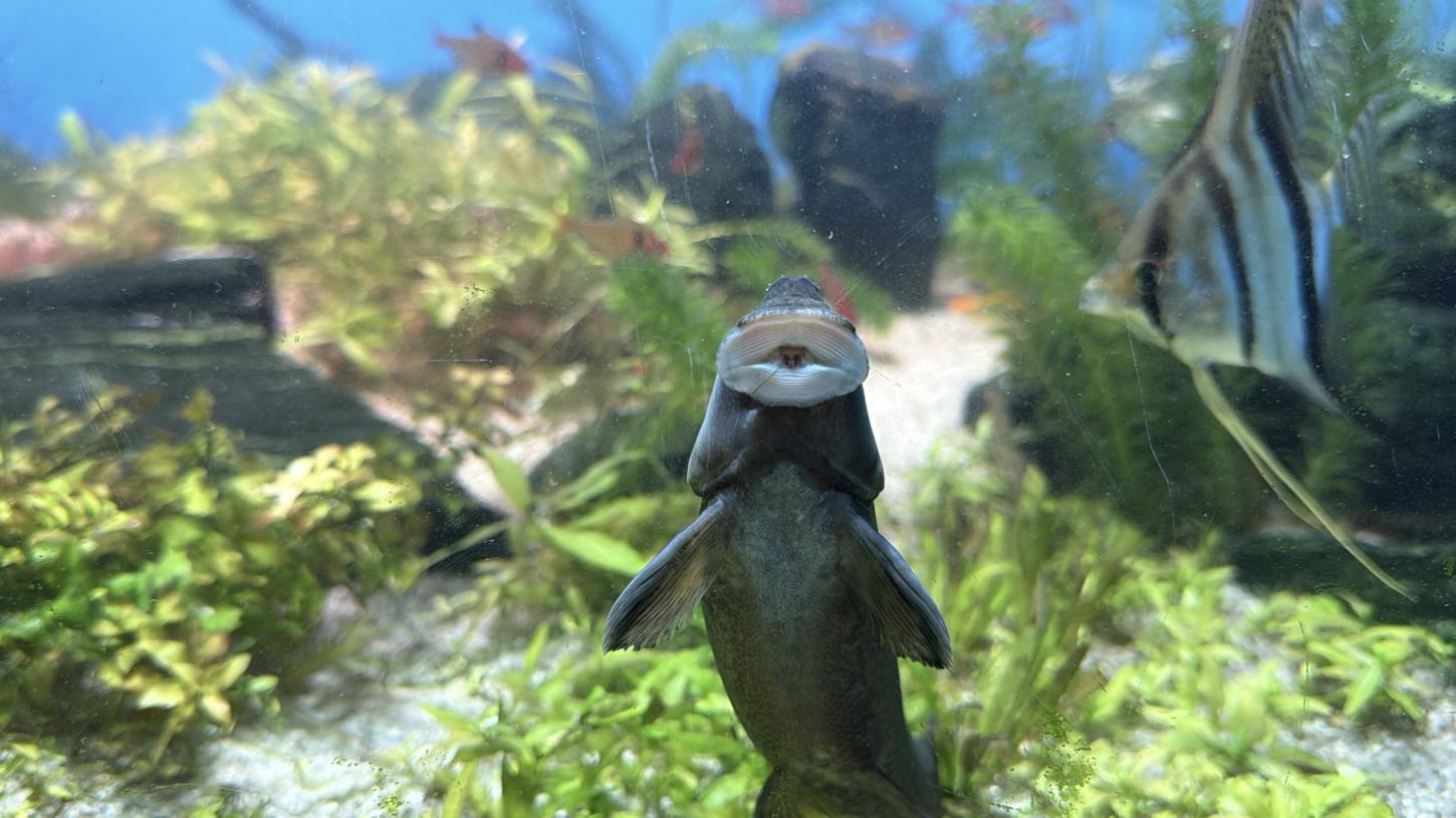 Animais que atuam na 