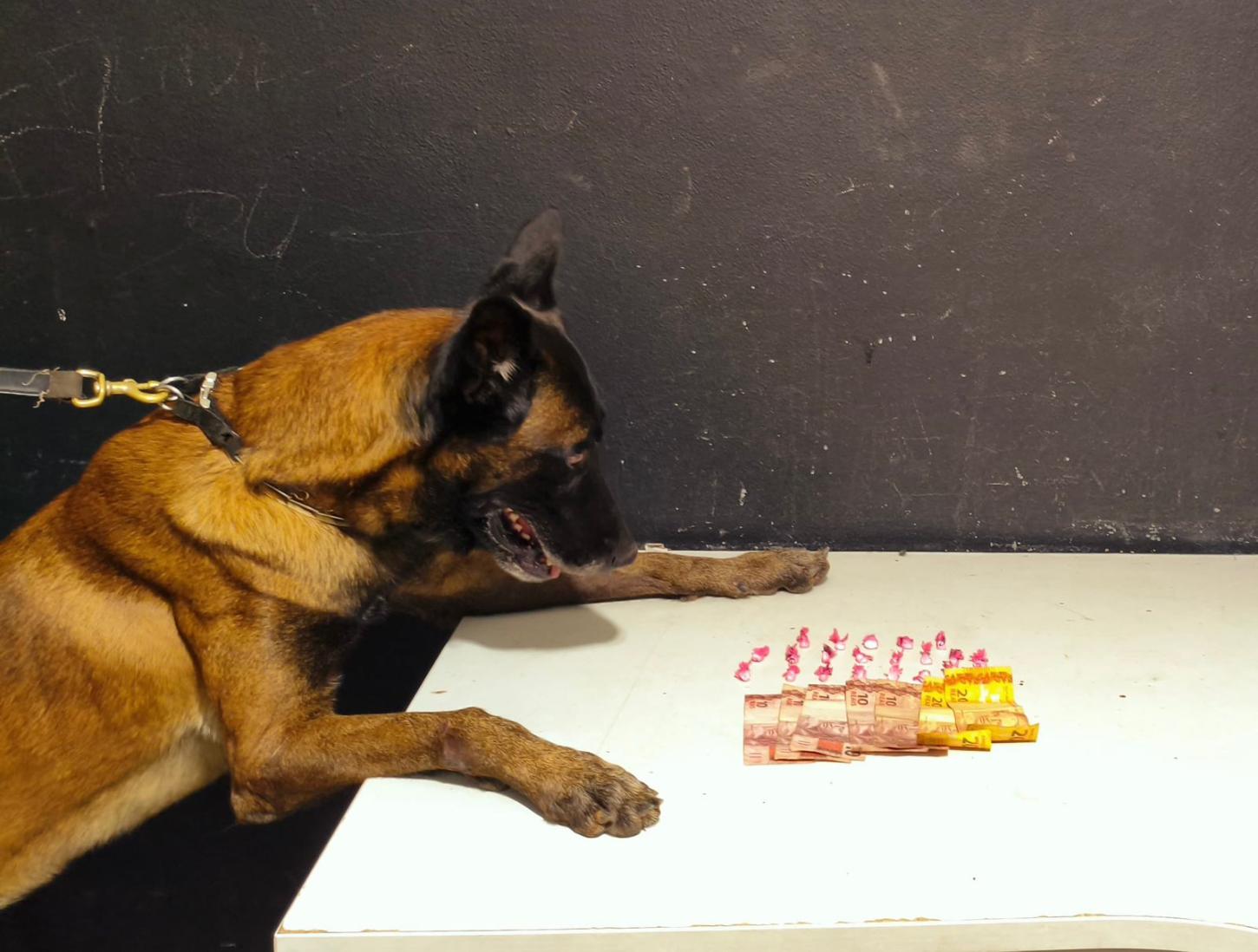 Com o apoio do cão de faro Bruce, traficante é preso pela Polícia Militar no bairro Cordeiros