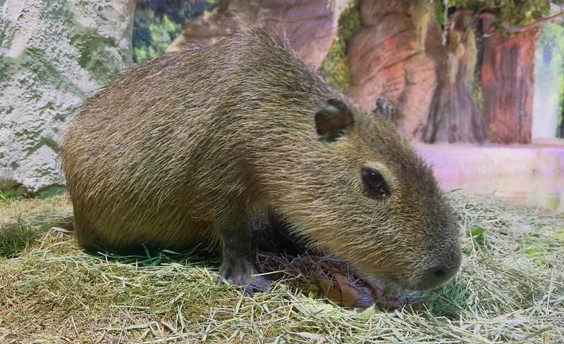 Dia da Mata Atlântica: conheça cinco curiosidades sobre as capivaras, a maior espécie de roedor do mundo