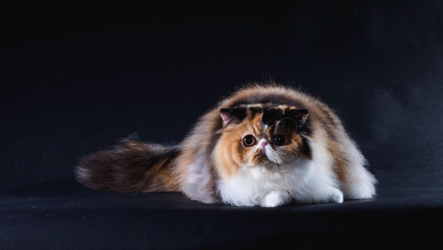 Mais de 130 gatos de raça estarão em Balneário Camboriú neste próximo final de semana para a segunda edição do Gatarina Show