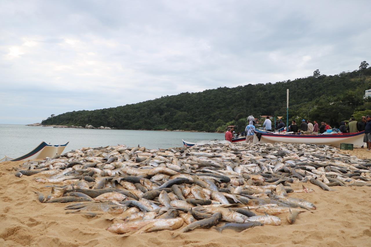 Mar de Tradição, Respeite o Pescador: Prefeitura reforça fiscalização durante pesca artesanal da tainha