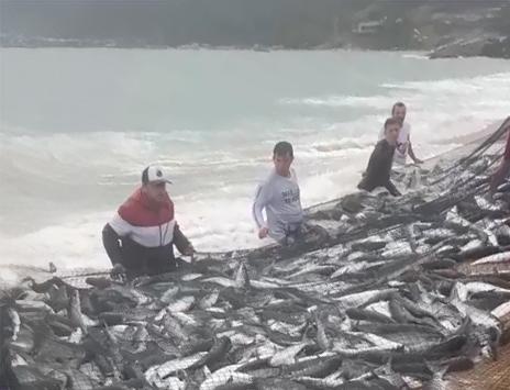 Temporada de pesca artesanal da tainha começa nesta sexta-feira