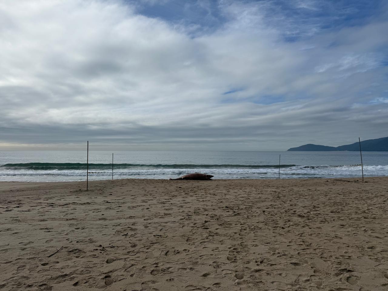 Baleia-minke é encontrada morta na Praia do Buraco
