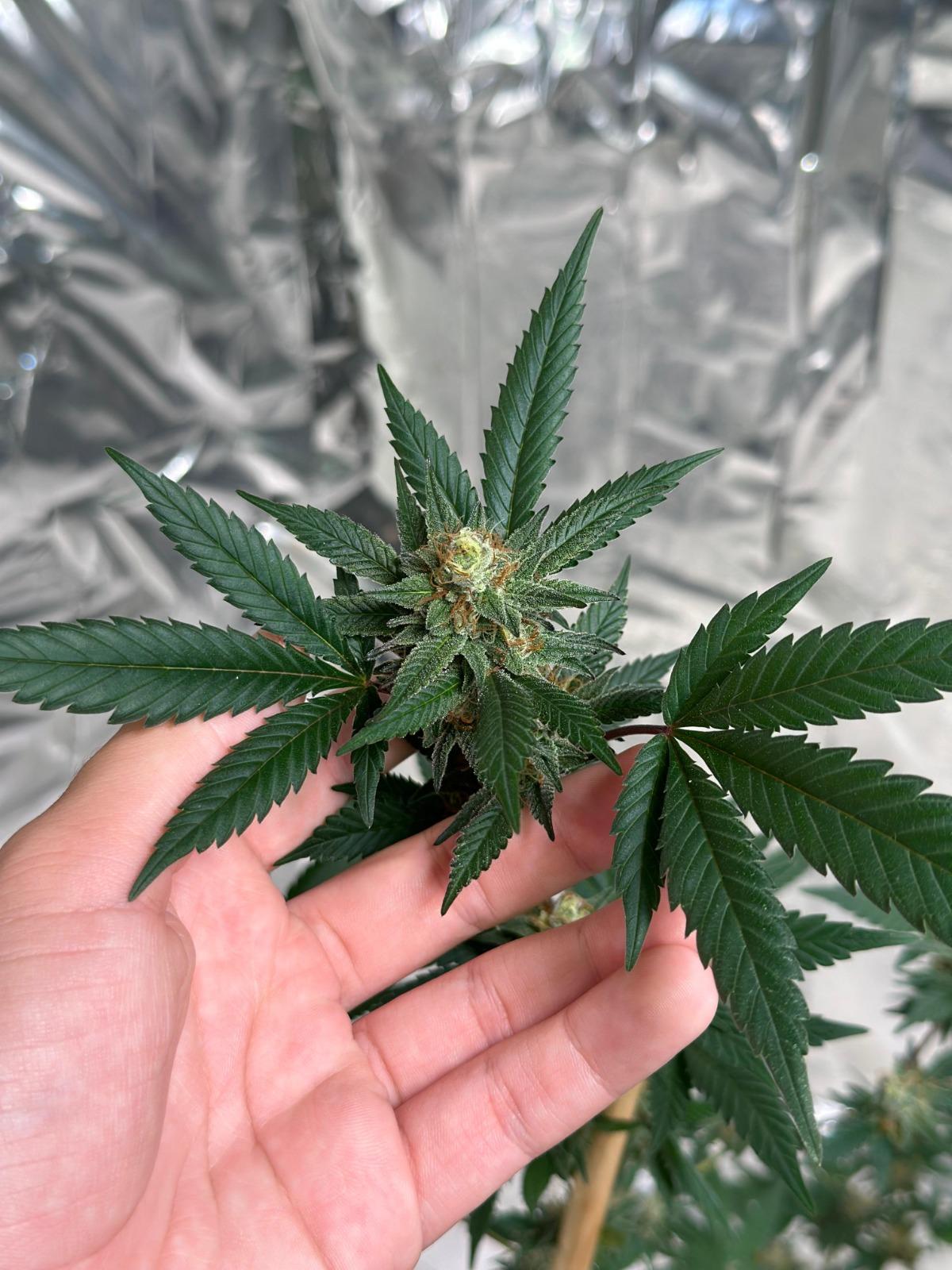 Cannabis medicinal, saúde pública e acesso ao tratamento serão tema de seminário gratuito em Balneário Camboriú