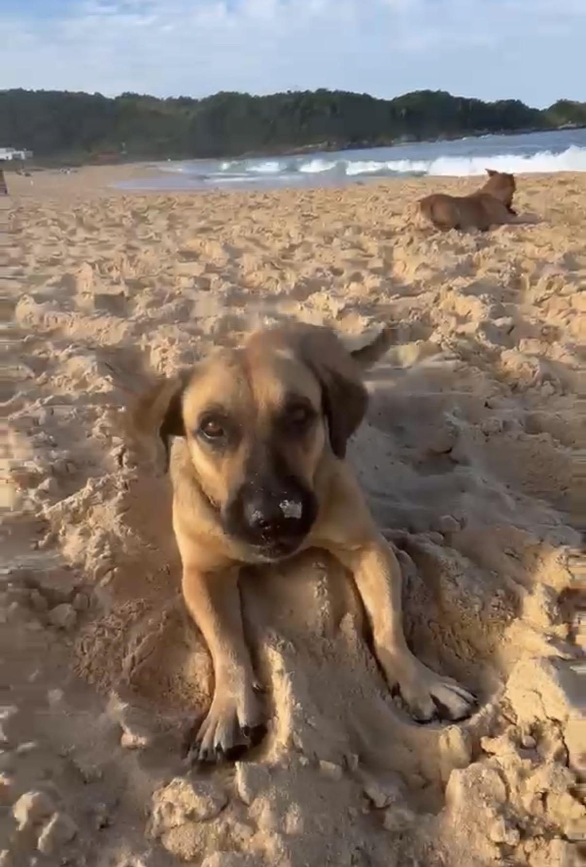 Cão comunitário do Estaleiro morre após agravamento dos ferimentos