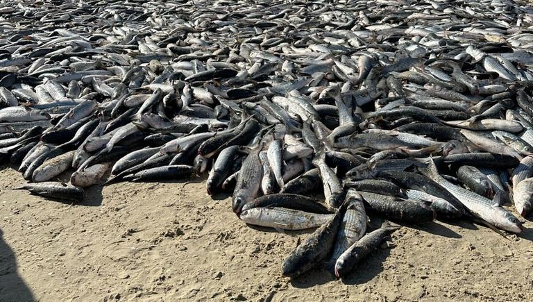 Cotas da tainha são essenciais para sustentabilidade, produtividade e futuro da pesca em regiões do Brasil