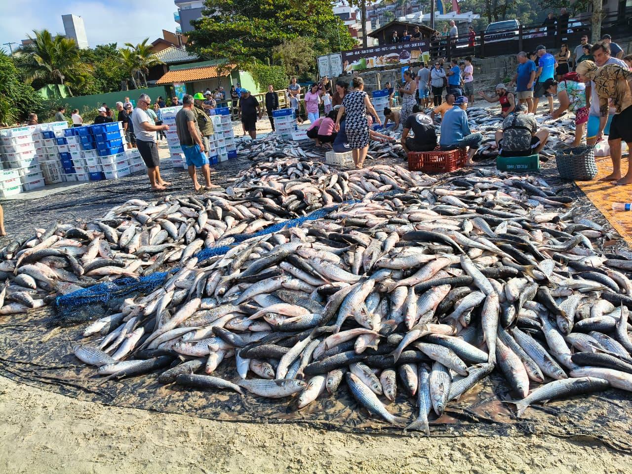 Pesca de tainha na modalidade arrasto de praia está suspensa