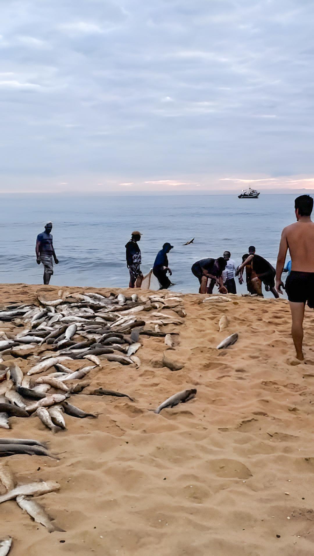 Praia de Laranjeiras e Praia de Taquaras registram lanços de tainha nesta segunda-feira