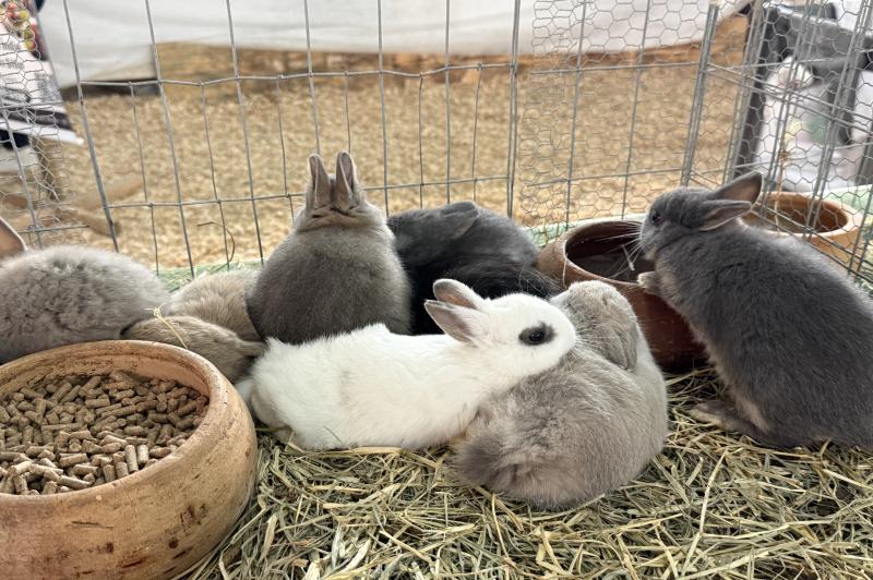 Exposição agropecuária reúne mais de 200 bovinos e diferentes espécies de animais 