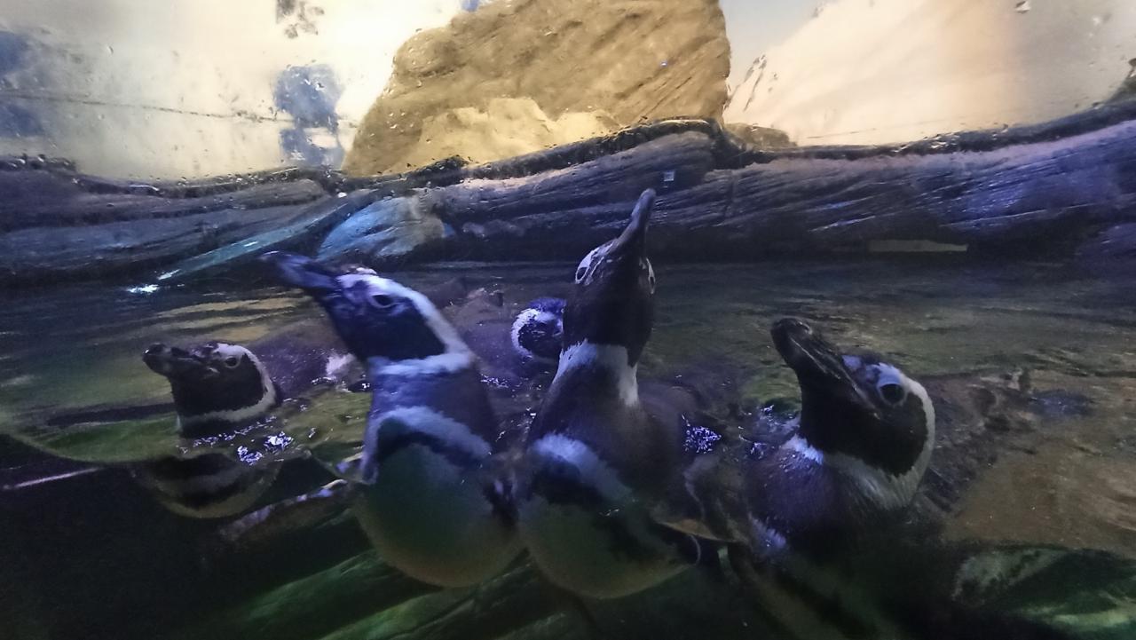 Inverno aumenta a presença de baleias, pinguins e mamíferos marinhos nas praias de Santa Catarina